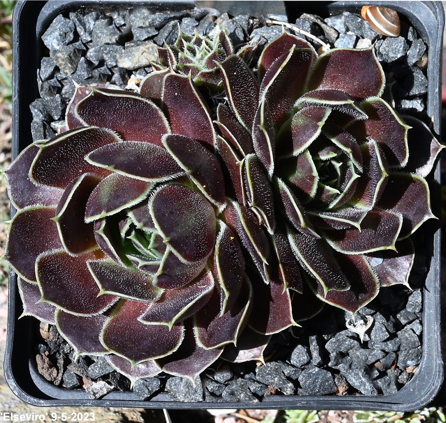 Elseviro / Jovi