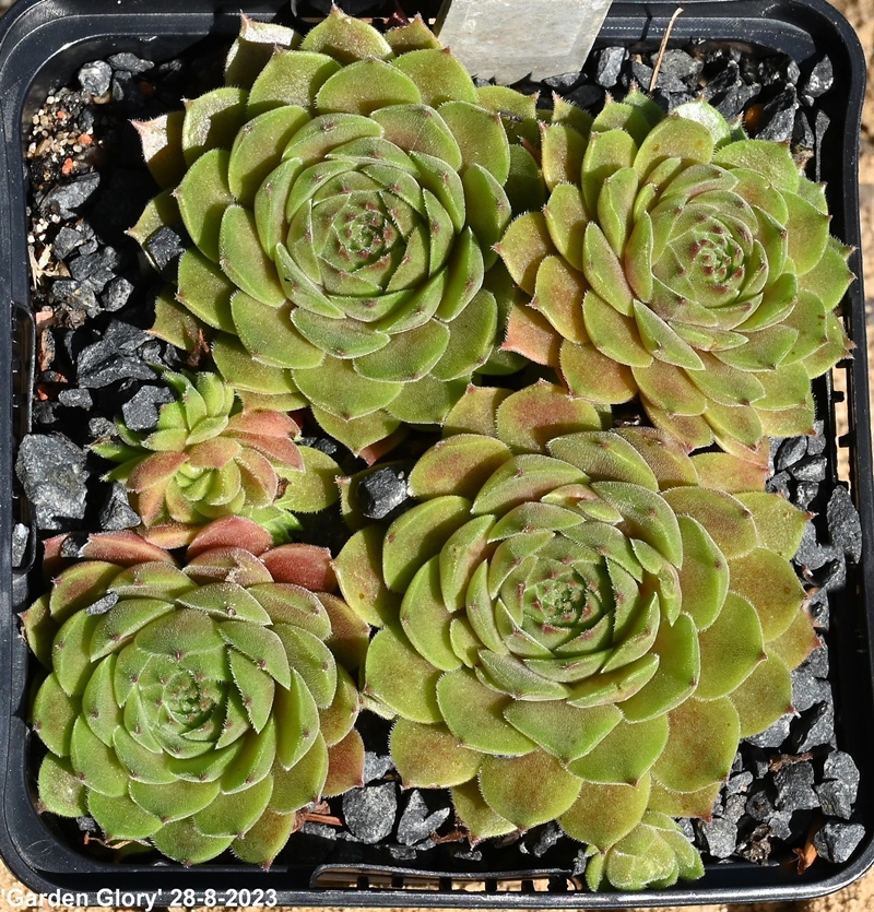 Garden Glory