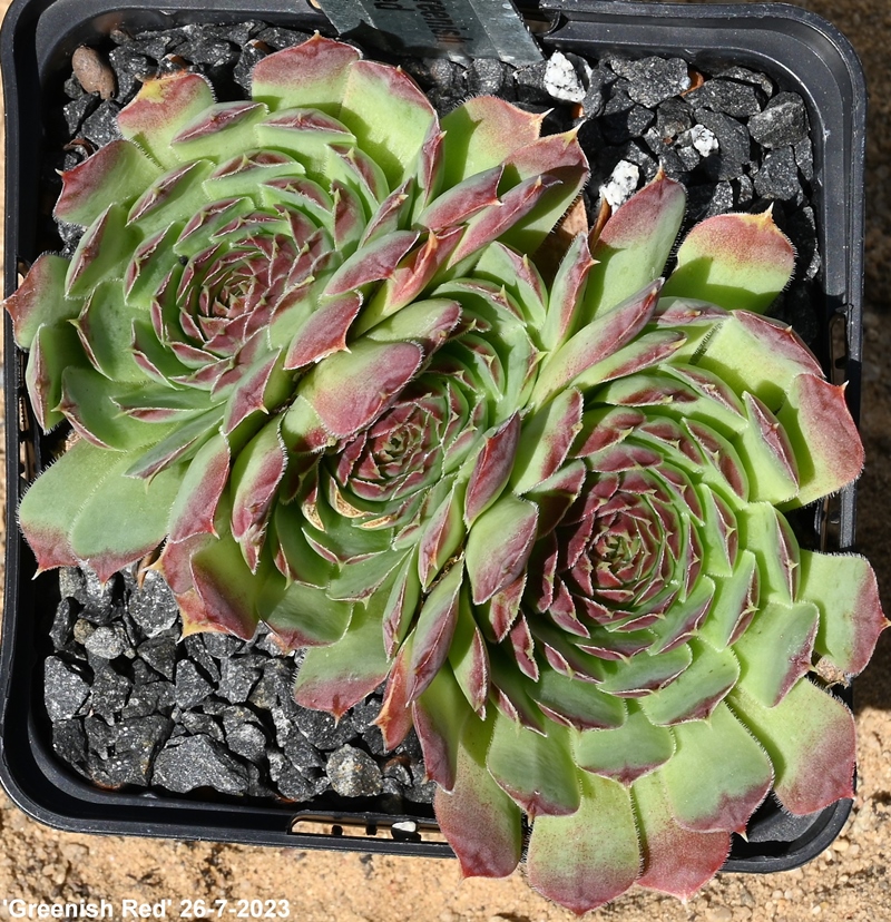 Greenish Red / Jovi