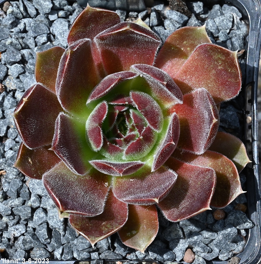 Ilanit / Jovi