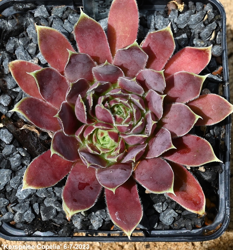 Korspelse Copelia / Jovi