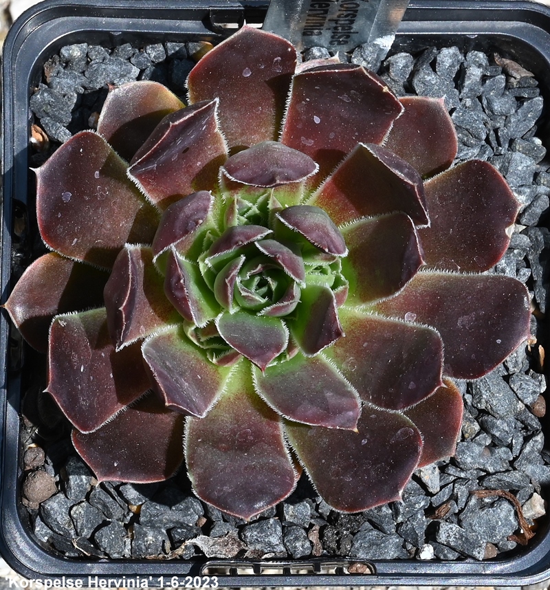 Korspelse Hervinia / Jovi
