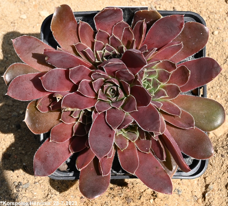 Korspelse Hervinia / Jovi