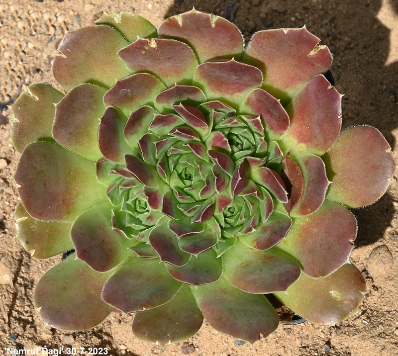 Nemrut Dagi / Jovi