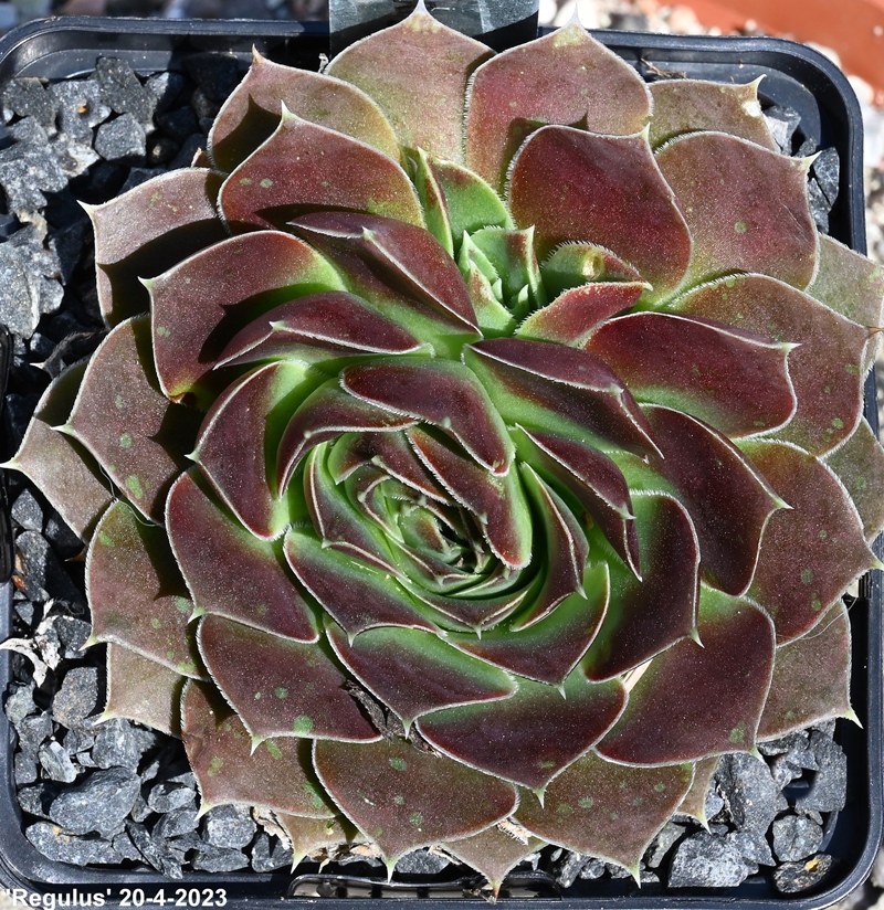 Regulus / Jovi