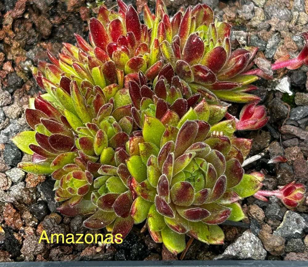 Amazonas (Netzfund)