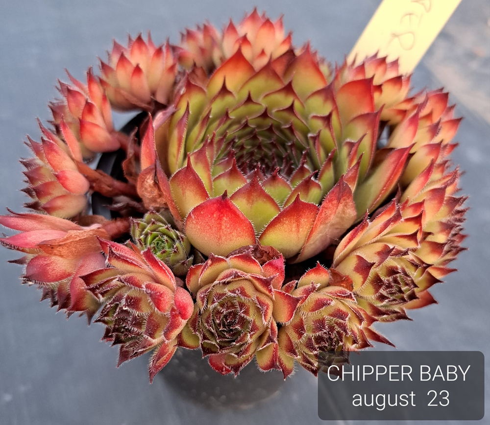 Chipper Baby