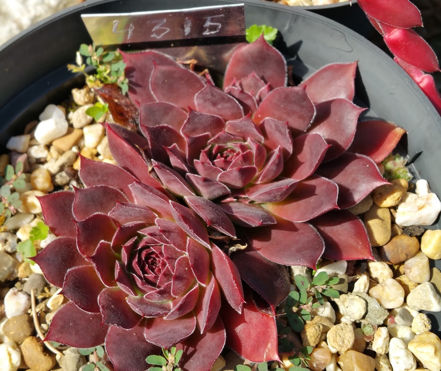 Zaida / Jovi