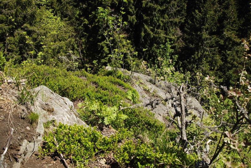 montanum ssp. heterophyllum from Katruška