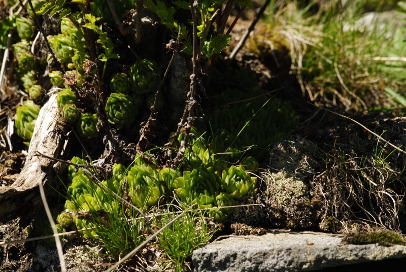 montanum ssp. heterophyllum from Katruška