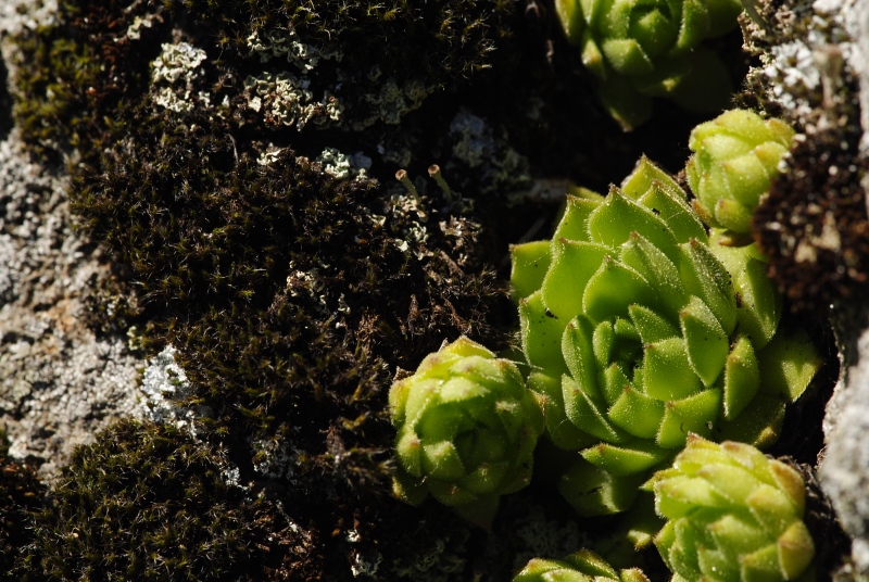montanum ssp. heterophyllum from Katruška