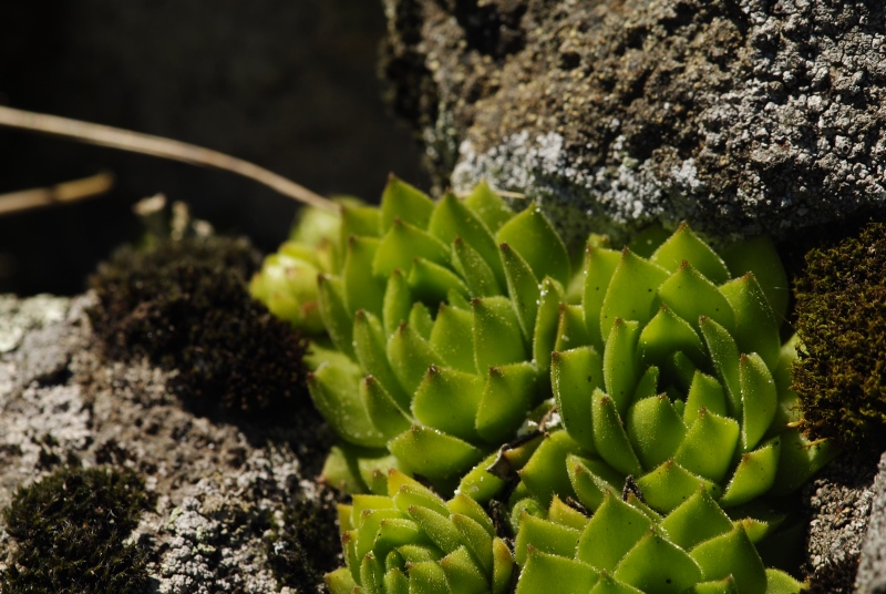 montanum ssp. heterophyllum from Katruška