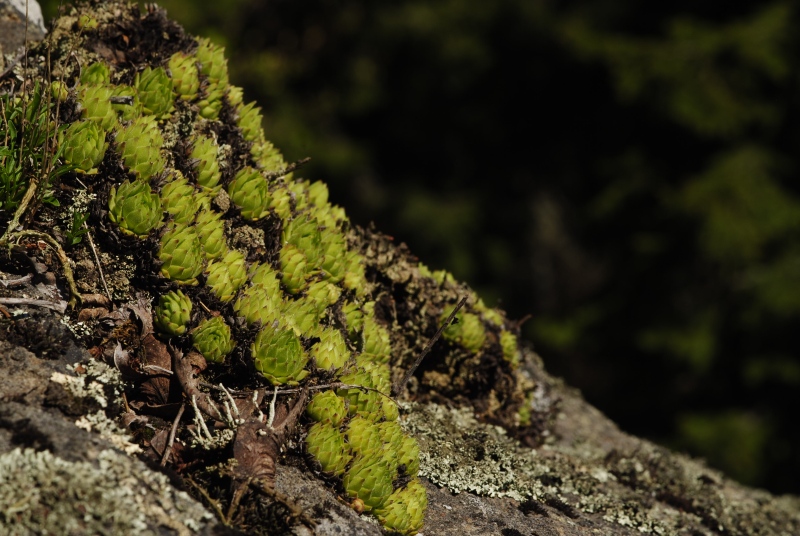 montanum ssp. heterophyllum from Katruška