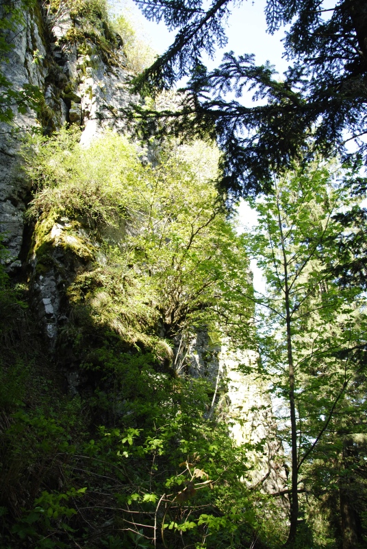 montanum ssp. heterophyllum from Hrb