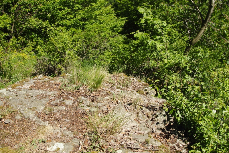 globiferum ssp. hirtum (preissianum) from Melichova skala
