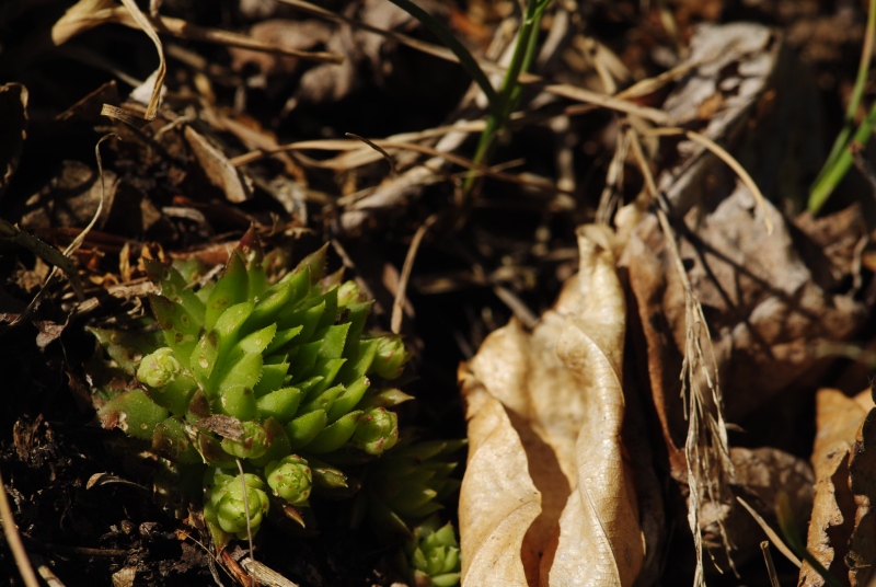 globiferum ssp. hirtum (preissianum) from Melichova skala