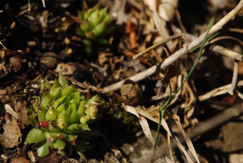 globiferum ssp. hirtum (preissianum) from Melichova skala
