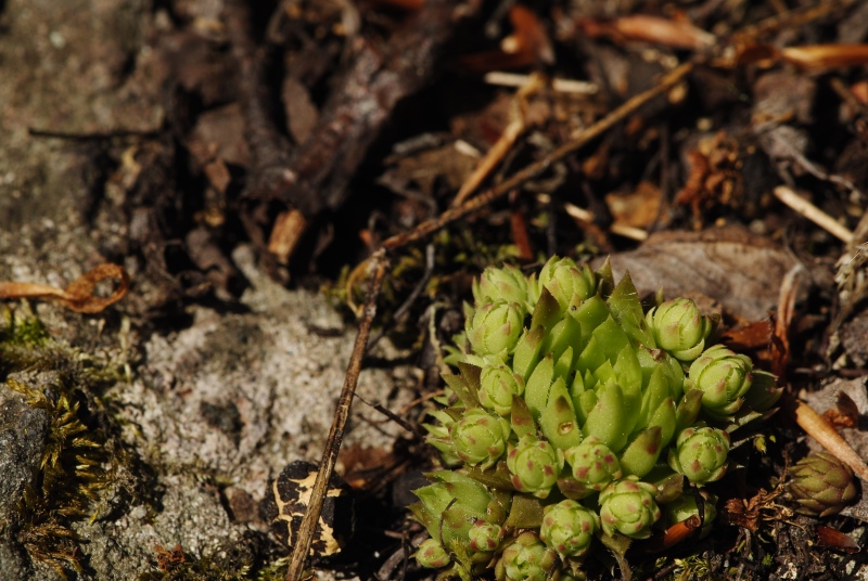globiferum ssp. hirtum (preissianum) from Melichova skala