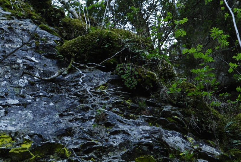 montanum ssp. heterophyllum from Hrb