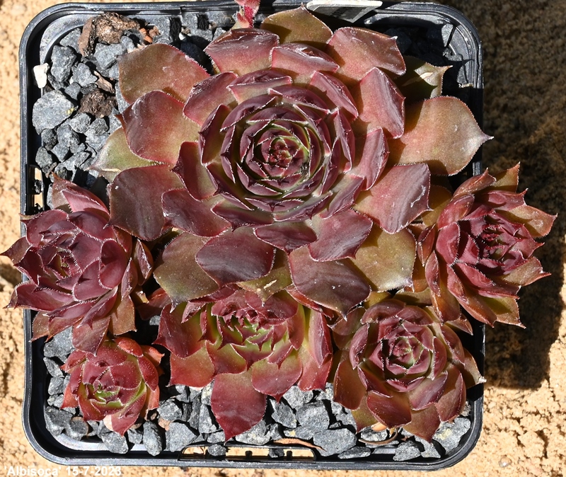 Albisoca