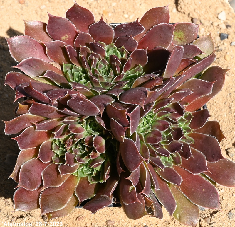 Atahualpa / Jovi
