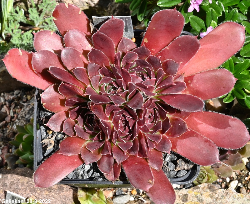 Geliekan / Jovi