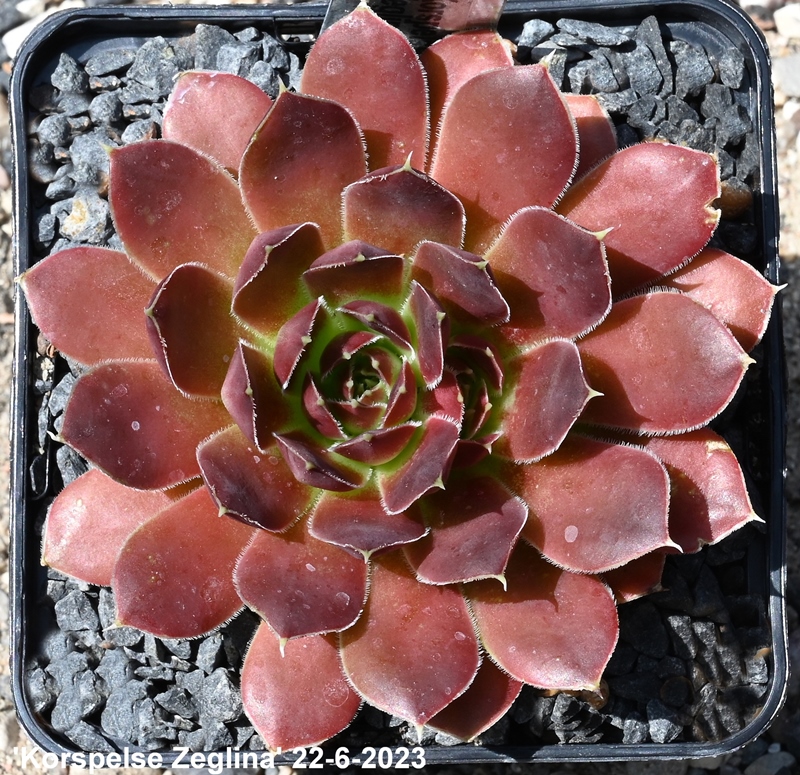 Korspelse Zegline / Jovi