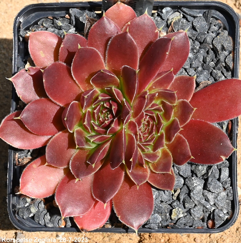 Korspelse Zegline / Jovi
