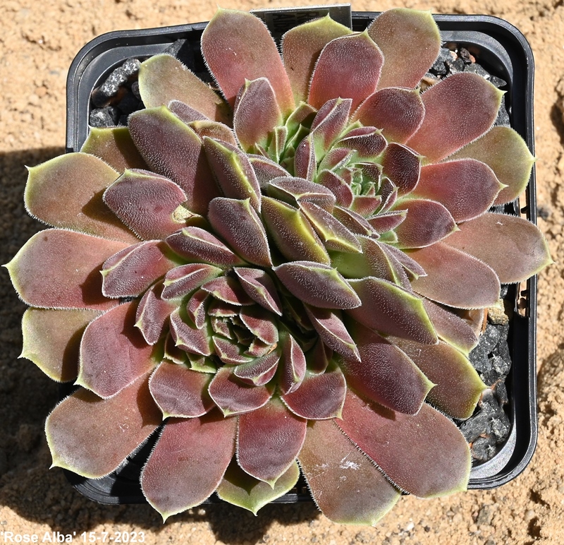 Rose Alba / Jovi