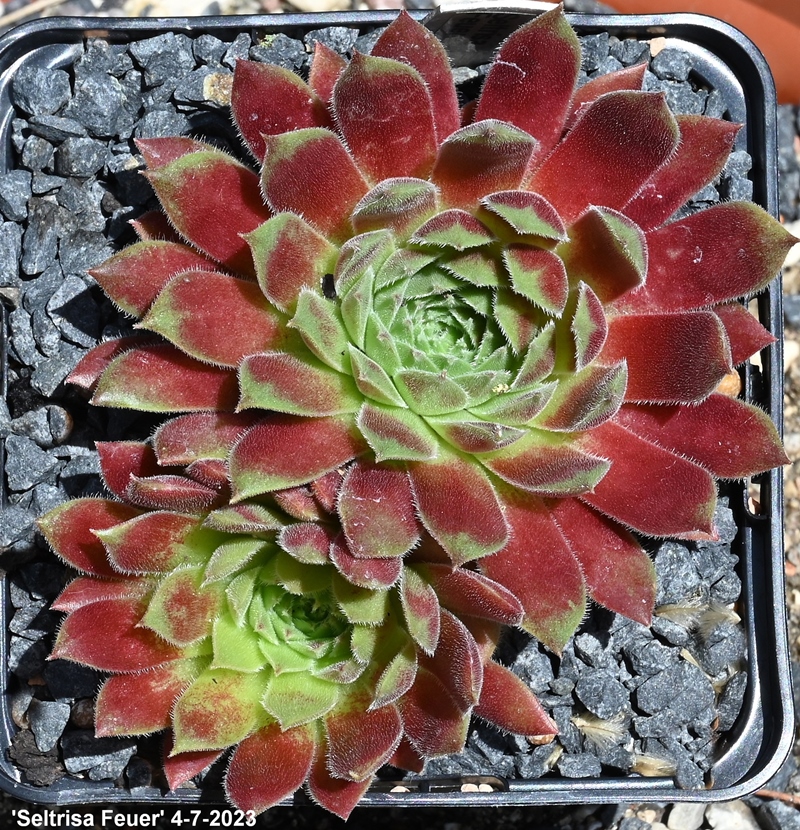 Seltrisa Feuer
