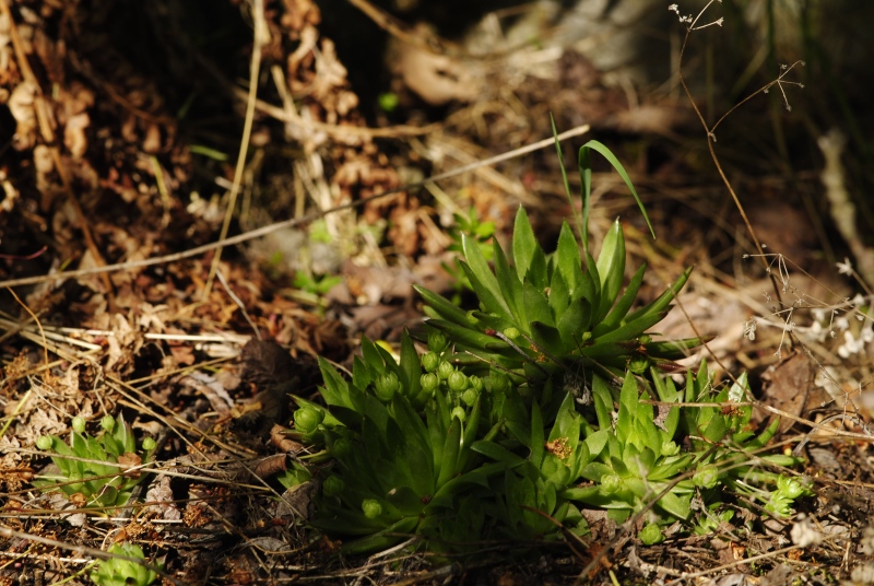 globiferum ssp. hirtum (preissianum) from Malčekova skala