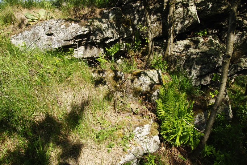 globiferum ssp. hirtum (preissianum) from Malčekova skala