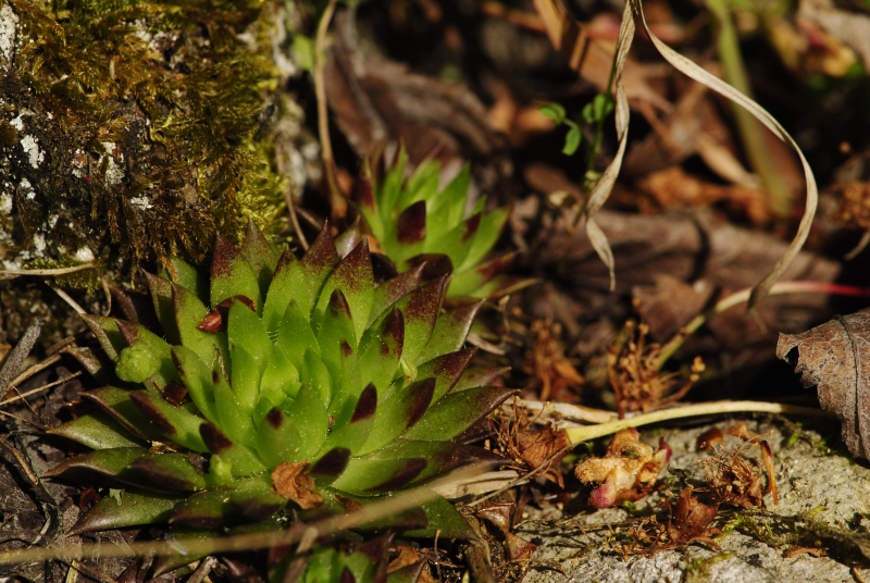 globiferum ssp. hirtum (preissianum) from Malčekova skala
