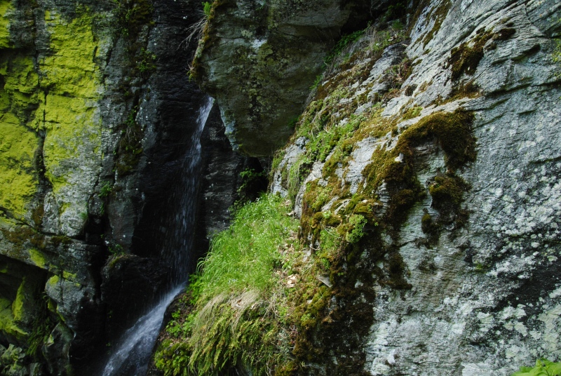 globiferum ssp. hirtum (preissianum) from Bystré, Wasserfall