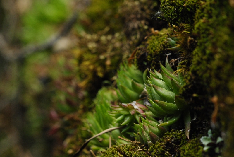globiferum ssp. hirtum (preissianum) from Bystré, Wasserfall