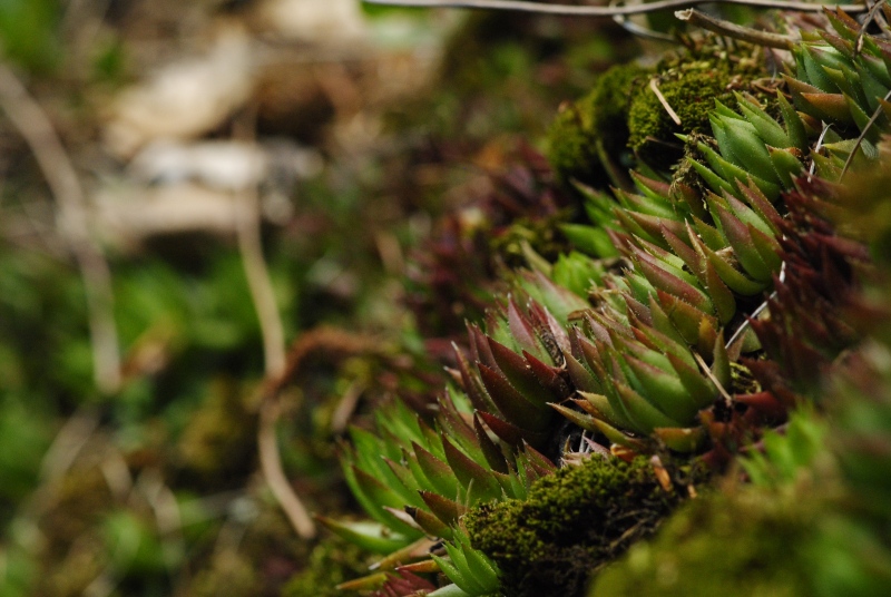 globiferum ssp. hirtum (preissianum) from Bystré, Wasserfall
