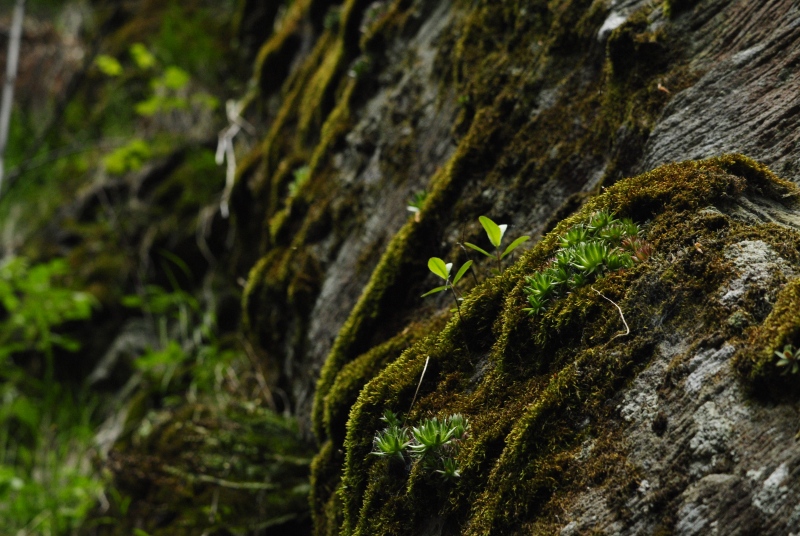 globiferum ssp. hirtum (preissianum) from Bystré, Wasserfall