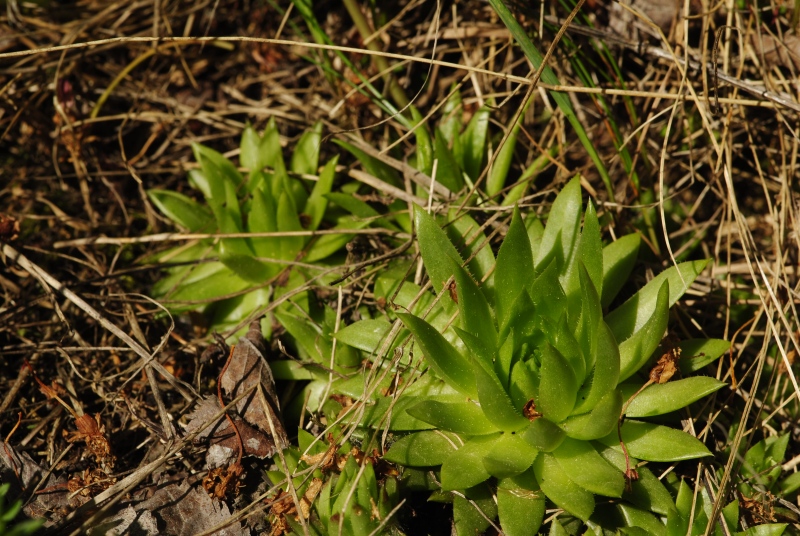 globiferum ssp. hirtum (preissianum) from Malčekova skala