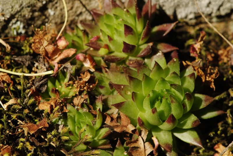 globiferum ssp. hirtum (preissianum) from Malčekova skala