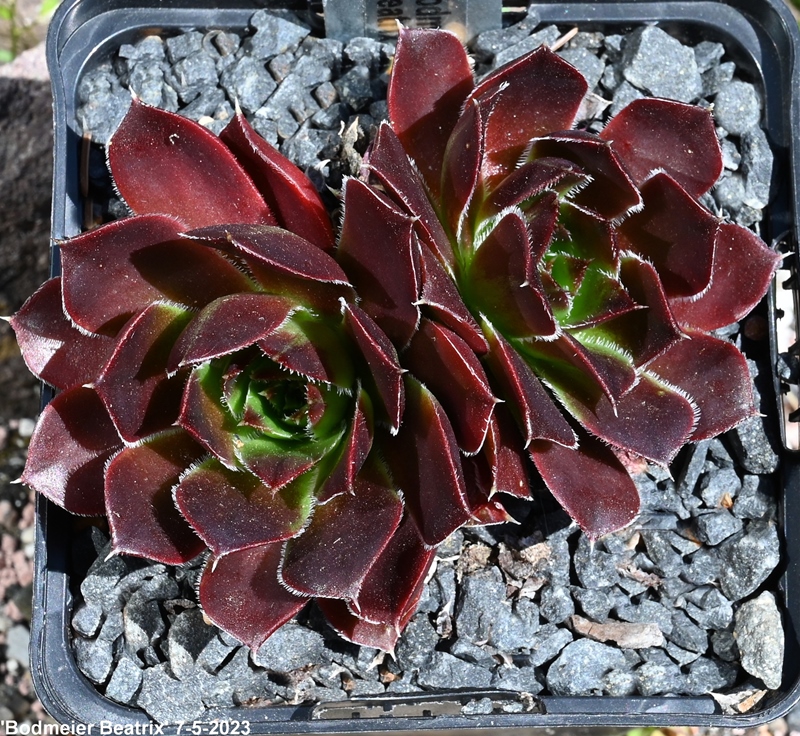 Bodmeier Beatrix / Jovi