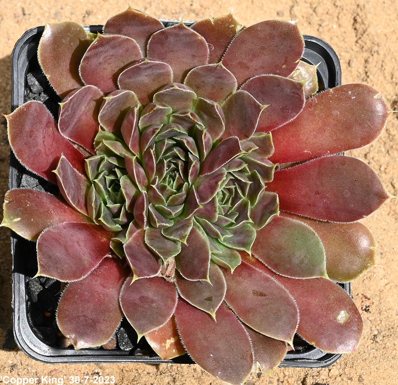 Copper King / Jovi