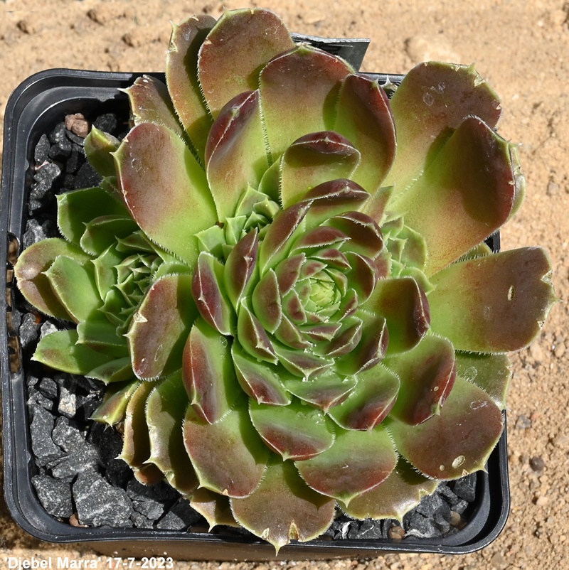 Djebel Marra / Jovi