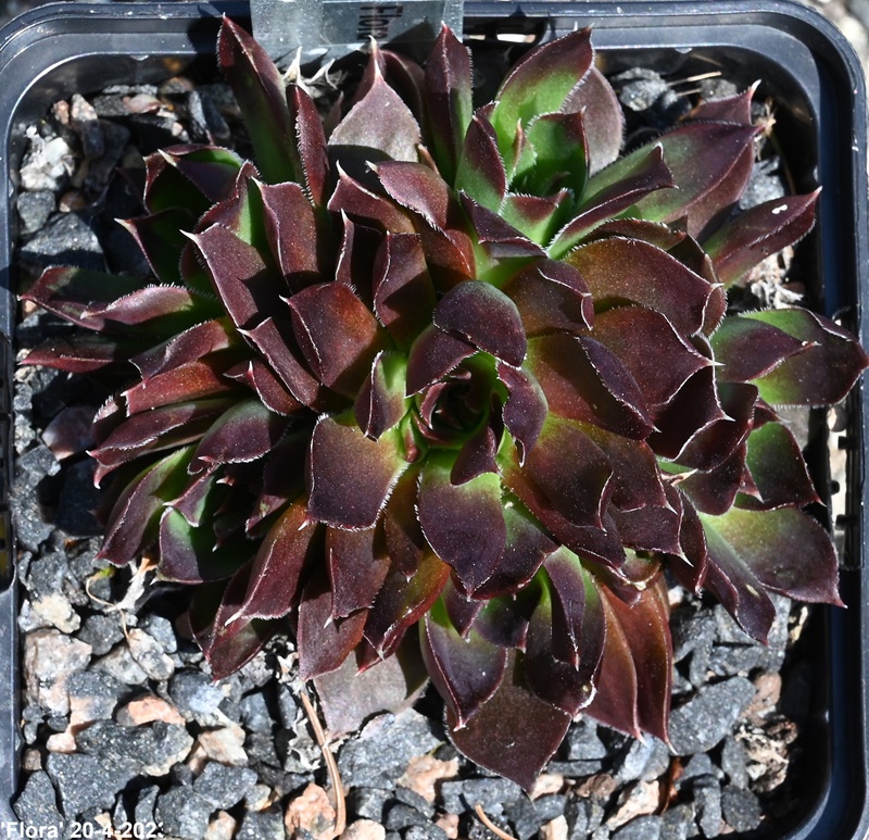 Flora / Jovi