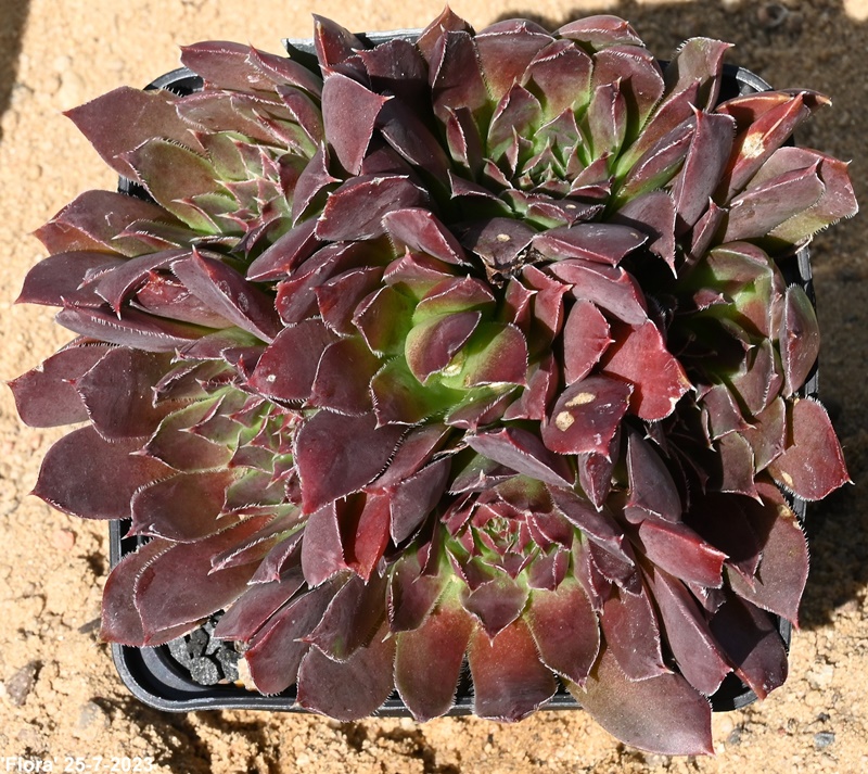 Flora / Jovi