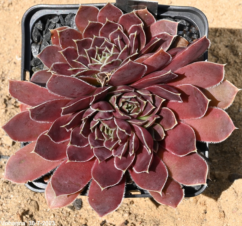 Johanna / Jovi
