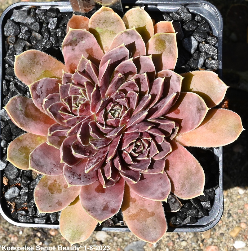 Korspelse Senne Beauty / Jovi