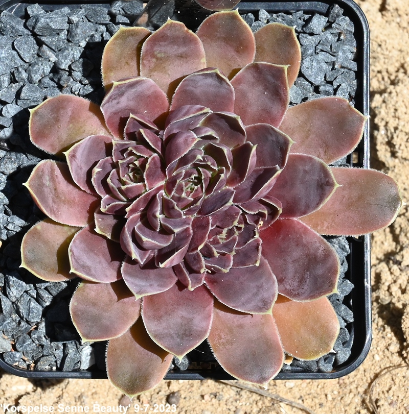 Korspelse Senne Beauty / Jovi
