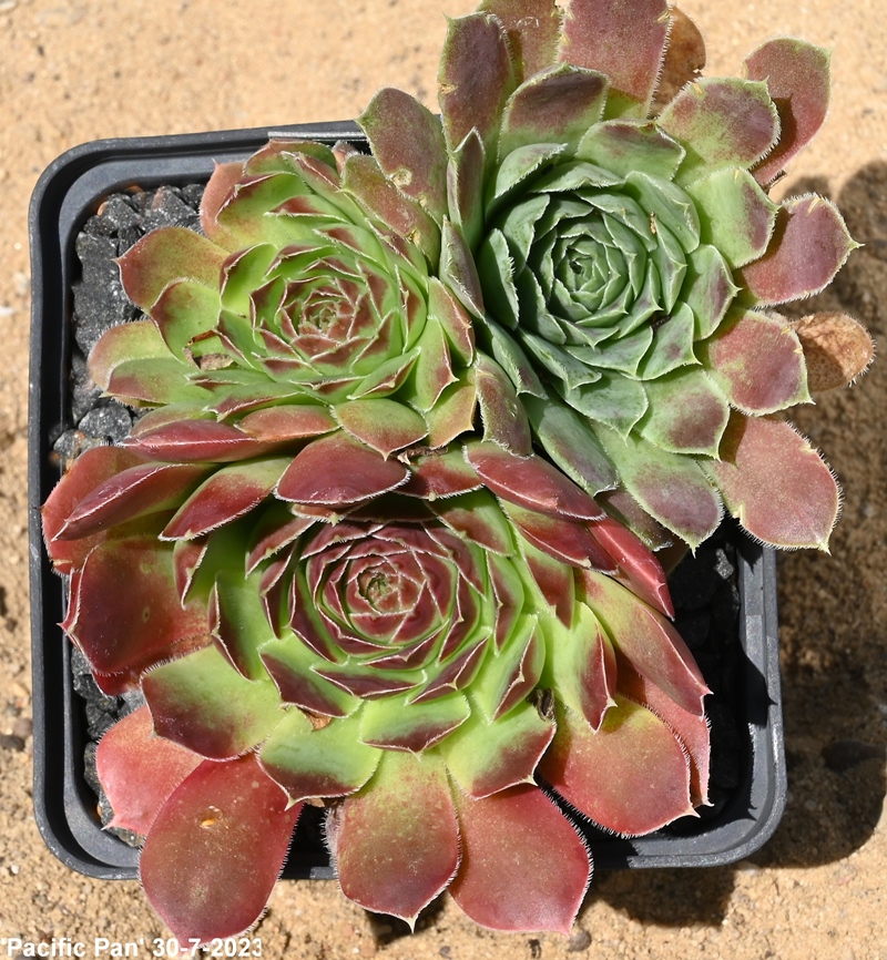 Pacific Pan / Jovi