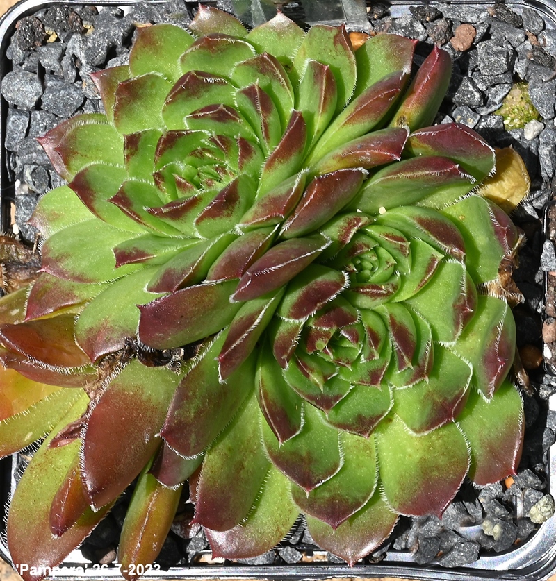 Pampero / Jovi