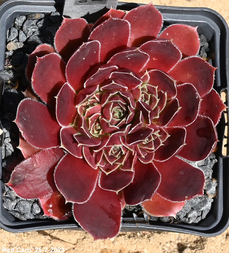 Red Caro / Jovi